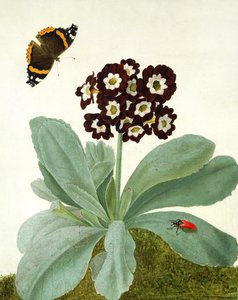 Primula Auricula avec papillon et coléoptère